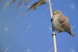 Image result for Remiz pendulinus