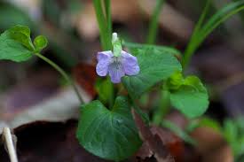 Attēlu rezultāti vaicājumam “Viola mirabilis leaf”