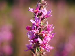 Image result for Blutweiderich