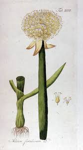 Résultat de recherche d'images pour "Allium fistulosum"