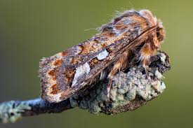 Attēlu rezultāti vaicājumam “Panolis flammea”