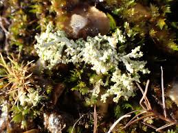 Attēlu rezultāti vaicājumam “Cladonia ochrochlora”