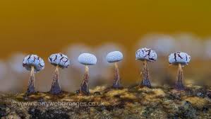 Attēlu rezultāti vaicājumam “Badhamiopsis ainoae macro”