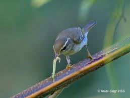 Attēlu rezultāti vaicājumam “Phylloscopus trochiloides adult”