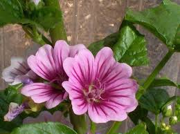 Image result for Malva sylvestris 'Zebrina'