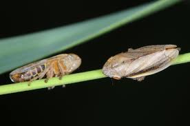 Attēlu rezultāti vaicājumam “Neophilaenus lineatus”