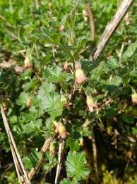 Attēlu rezultāti vaicājumam “Ribes uva-crispa leaf”