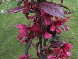 Attēlu rezultāti vaicājumam “Malus purpurea flower”