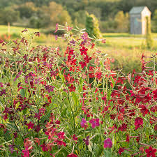 Image result for Nicotiana x sanderae `Perfume`F1