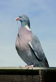 Attēlu rezultāti vaicājumam “Columba palumbus”