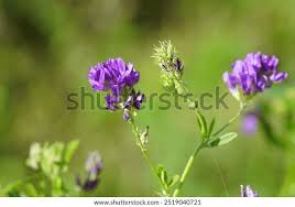 Attēlu rezultāti vaicājumam “Medicago sativa subsp. sativa flower”