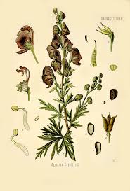 Attēlu rezultāti vaicājumam “Aconitum napellus”