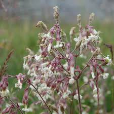 Attēlu rezultāti vaicājumam “Silene nutans”