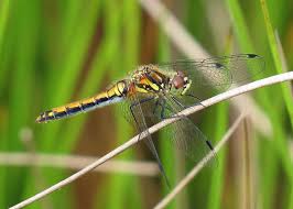 Attēlu rezultāti vaicājumam “Sympetrum danae”