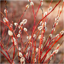 Attēlu rezultāti vaicājumam “Salix daphnoides”