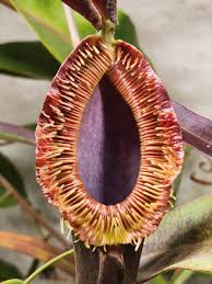 Attēlu rezultāti vaicājumam “Bulbochaete mirabilis”