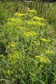 Image result for Pastinaca sativa