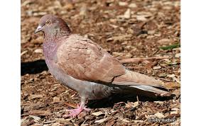 Attēlu rezultāti vaicājumam “Columba livia f. domestica adult”