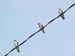 Attēlu rezultāti vaicājumam “Hirundinidae”