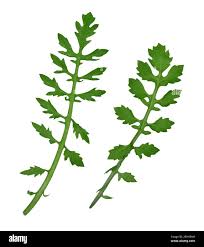 Attēlu rezultāti vaicājumam “Rorippa sylvestris leaf”