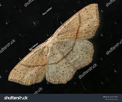 Attēlu rezultāti vaicājumam “Cyclophora punctaria”
