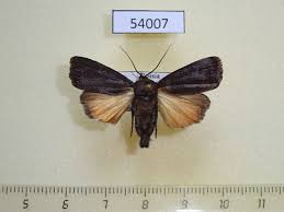 Attēlu rezultāti vaicājumam “Amphipyra livida”