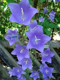 Attēlu rezultāti vaicājumam “Campanula persicifolia”