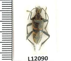 Attēlu rezultāti vaicājumam “Rhagium mordax”