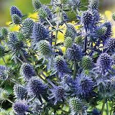 Attēlu rezultāti vaicājumam “Eryngium planum leaf”