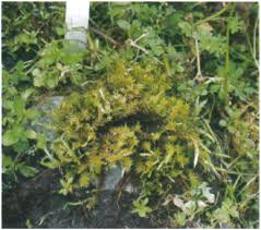 Attēlu rezultāti vaicājumam “Bryum schleicheri”