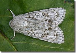 Attēlu rezultāti vaicājumam “Acronicta aceris larva”