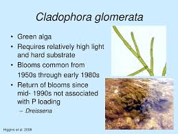 Attēlu rezultāti vaicājumam “Cladophora glomerata”