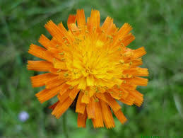 Attēlu rezultāti vaicājumam “Pilosella aurantiaca flower”