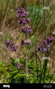 Attēlu rezultāti vaicājumam “Salvia verticillata flower”