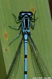 Attēlu rezultāti vaicājumam “Coenagrion puella male”