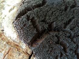 Attēlu rezultāti vaicājumam “Amaurochaete fusiformis macro”