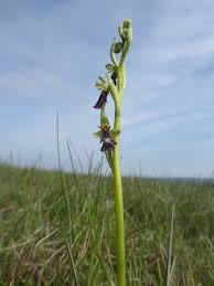Attēlu rezultāti vaicājumam “Ophrys insectifera leaf”
