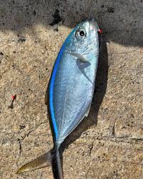 Image result for Caranx ruber