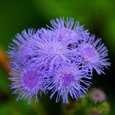 Image result for Ageratum mexicanum
