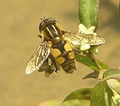 Attēlu rezultāti vaicājumam “Helophilus hybridus male”
