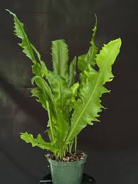 Attēlu rezultāti vaicājumam “Ephemerum serratum”