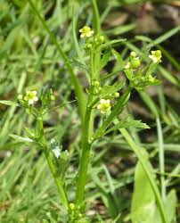 Attēlu rezultāti vaicājumam “Ranunculus sceleratus”