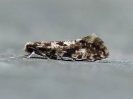 Attēlu rezultāti vaicājumam “Carpatolechia proximella”