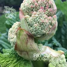 Attēlu rezultāti vaicājumam “Rheum rhabarbarum flower”