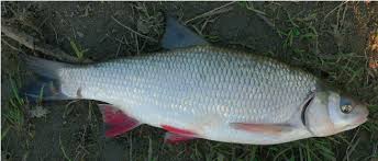 Attēlu rezultāti vaicājumam “Leuciscus idus”