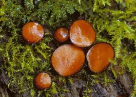 Attēlu rezultāti vaicājumam “Scutellinia scutellata”