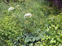 Attēlu rezultāti vaicājumam “Laserpitium latifolium leaf”