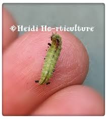 Attēlu rezultāti vaicājumam “Cnaemidophorus rhododactyla”