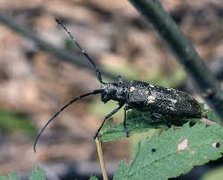 Attēlu rezultāti vaicājumam “Monochamus urussovi”