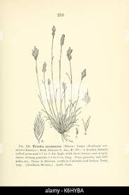 Attēlu rezultāti vaicājumam “Vouauxiomyces santessonii”